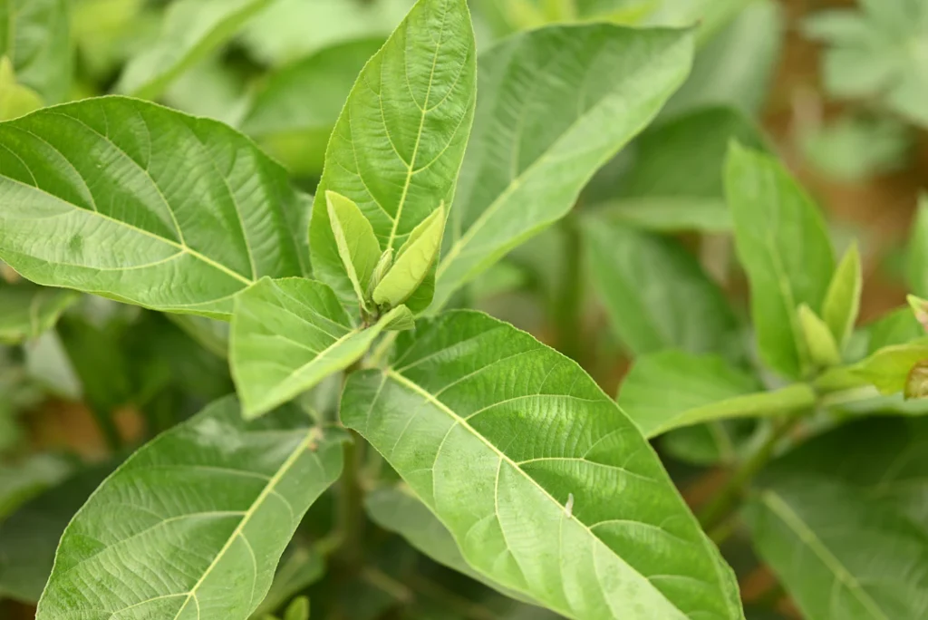 Green medicinal herb leaves representing ashwagandha wellness and timing