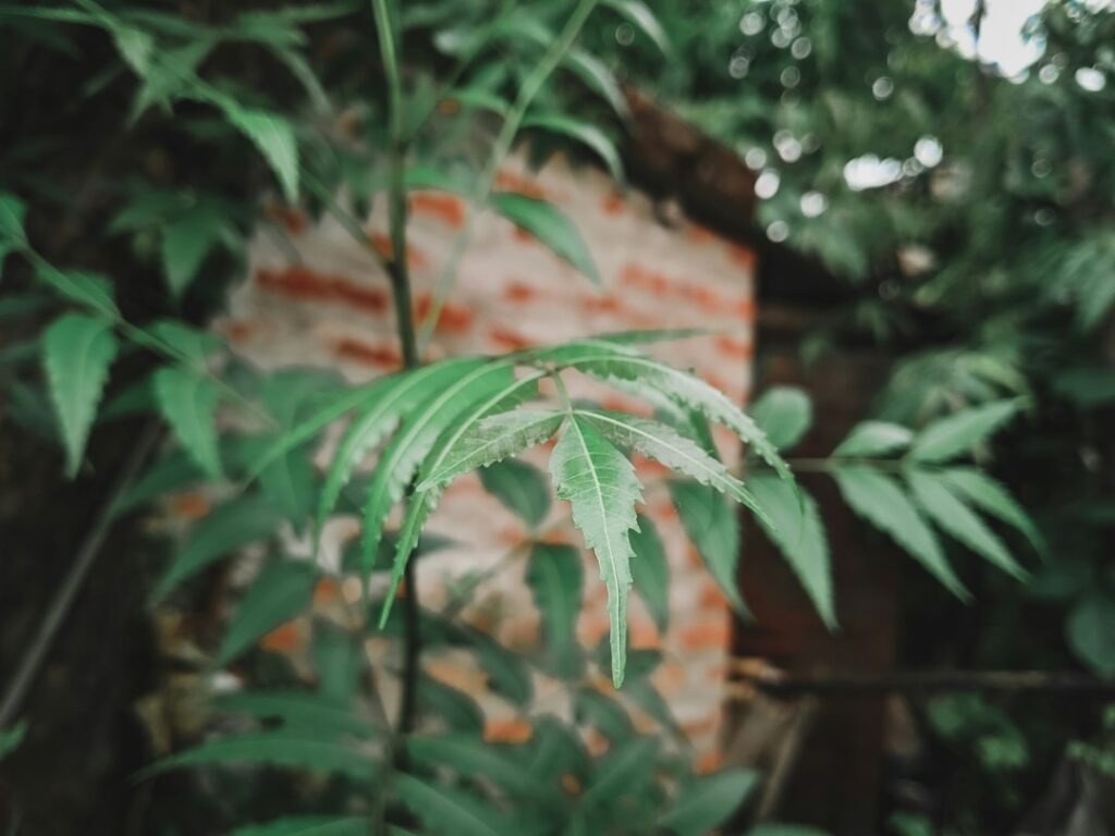 Green botanical foliage illustrating an educational guide to oral neem supplements
