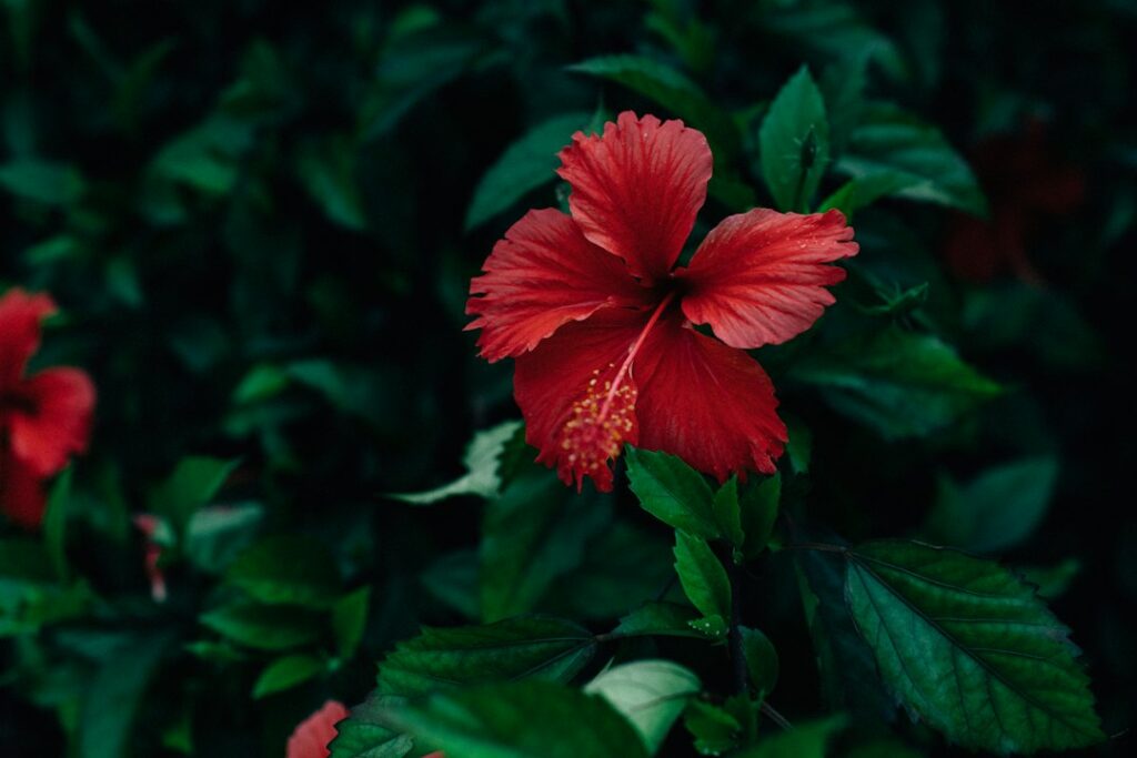 Red hibiscus flower in bloom, used as a botanical illustration for hibiscus hair masks