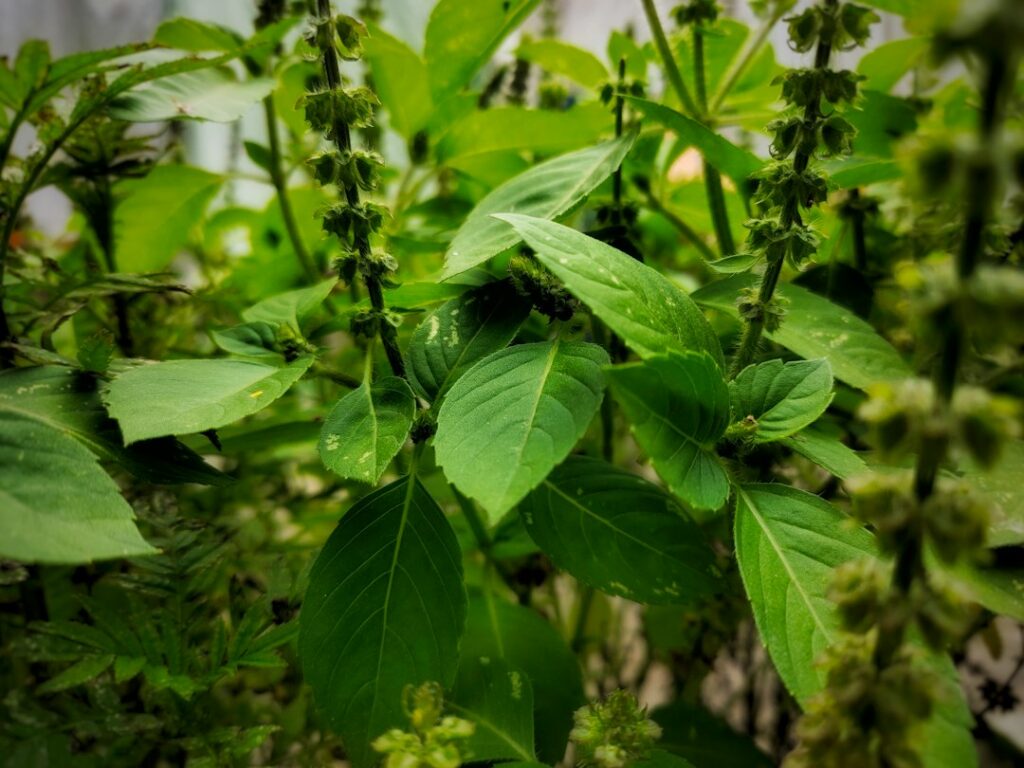 Living tulsi holy basil plant with green leaves in natural light